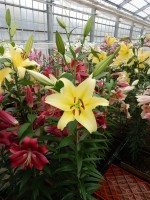 [5208 Bellville Mak No01.JPG]